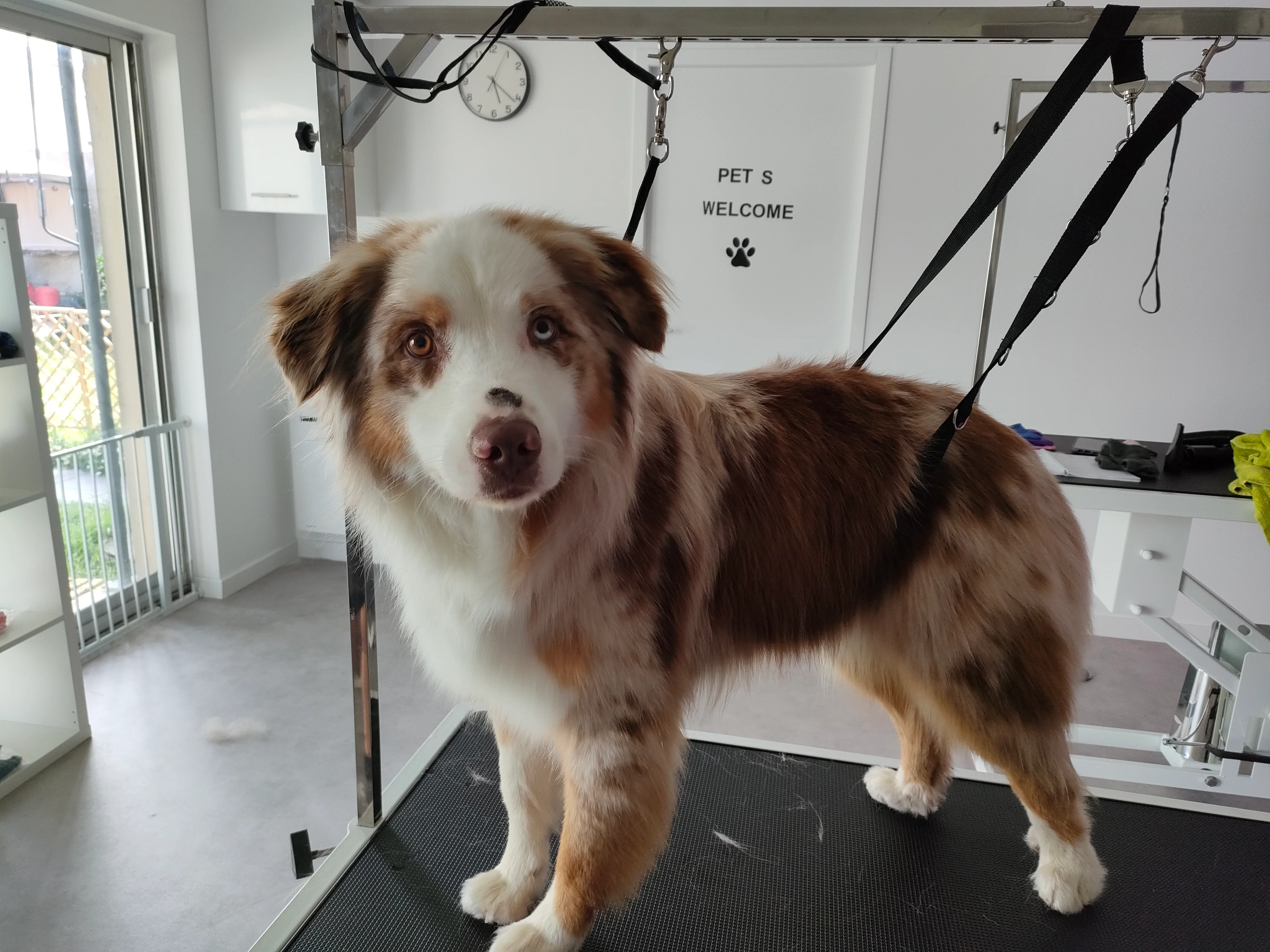 Chien accueilli sur la table de toilettage